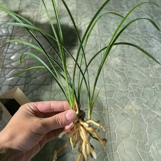 完全开放龙字一发二