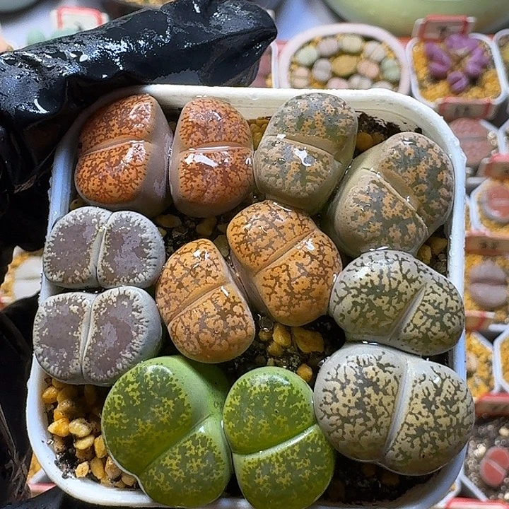 生石花2:：。在。 23号