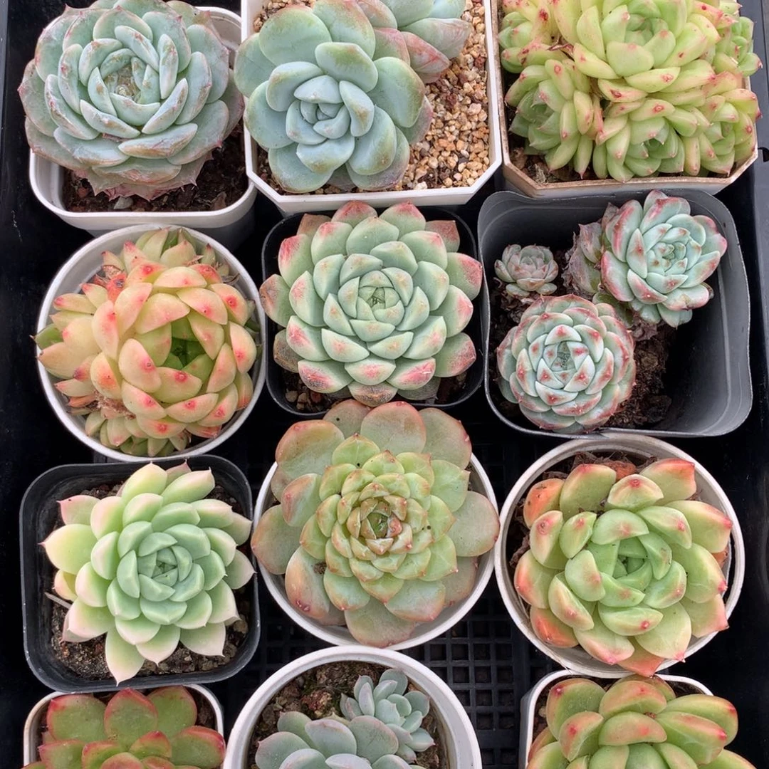 1001-12 套餐一组