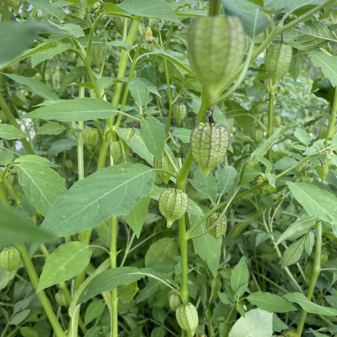 广东新鲜现采野生灯笼草天泡子打卜草菇凉姑娘草
