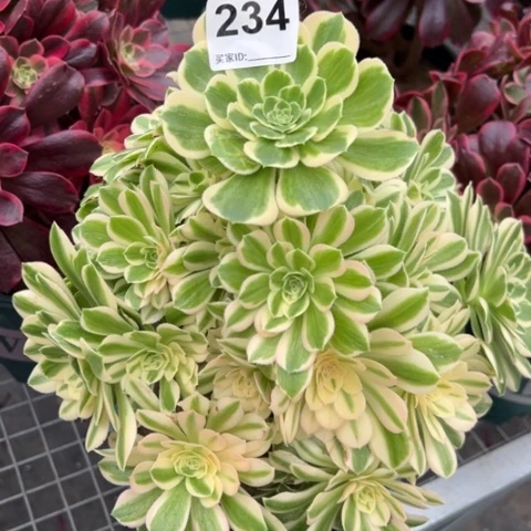234碧玉25厘米左右