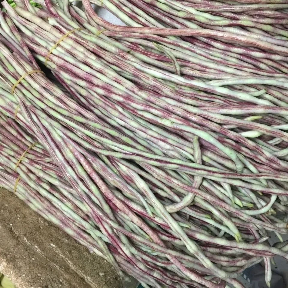 贵州高山农家新鲜长豇豆角现摘现发