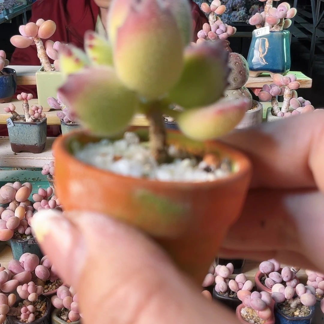 元****?多肉植物的生长发育与生长发育