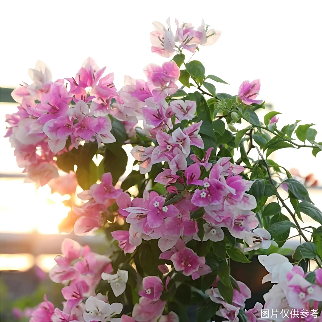 【漳红樱】百变花蝴蝶三角梅