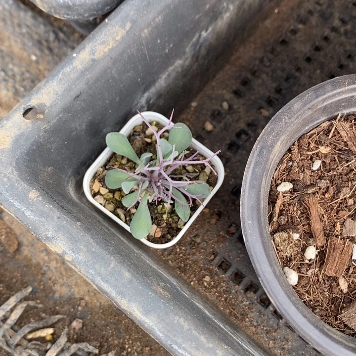 希*黑鬼殿厚敦菊，一物一拍