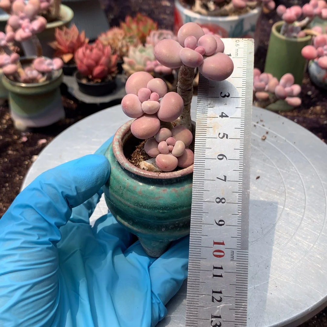 1****8号不带盆偏远的不包邮的