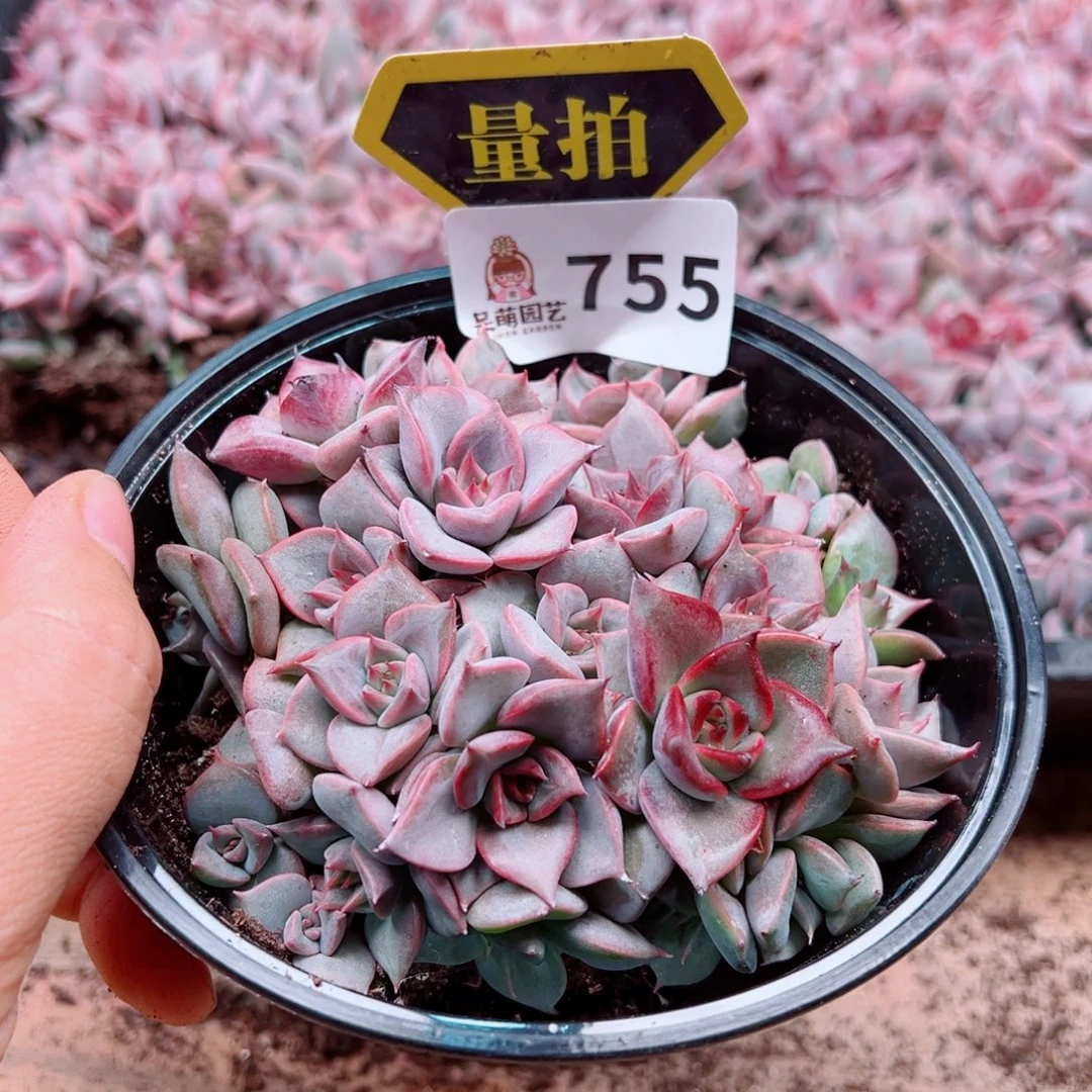 多肉植物多肉植物