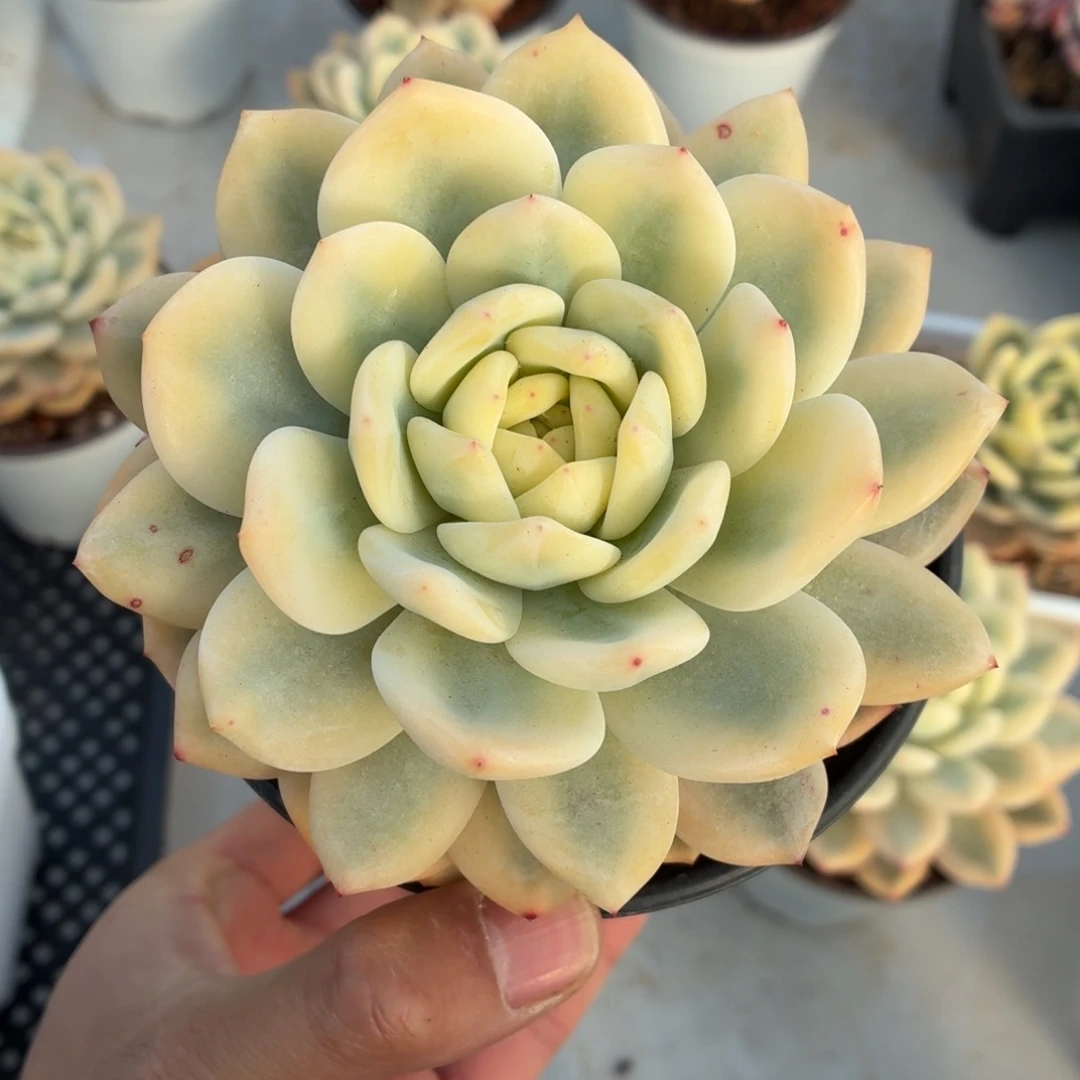 ~***~梦露锦多肉植物A0065