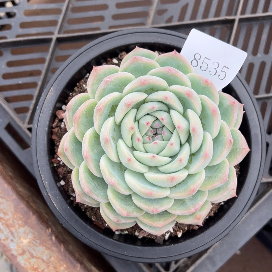 一****彩8535多肉多多的多多