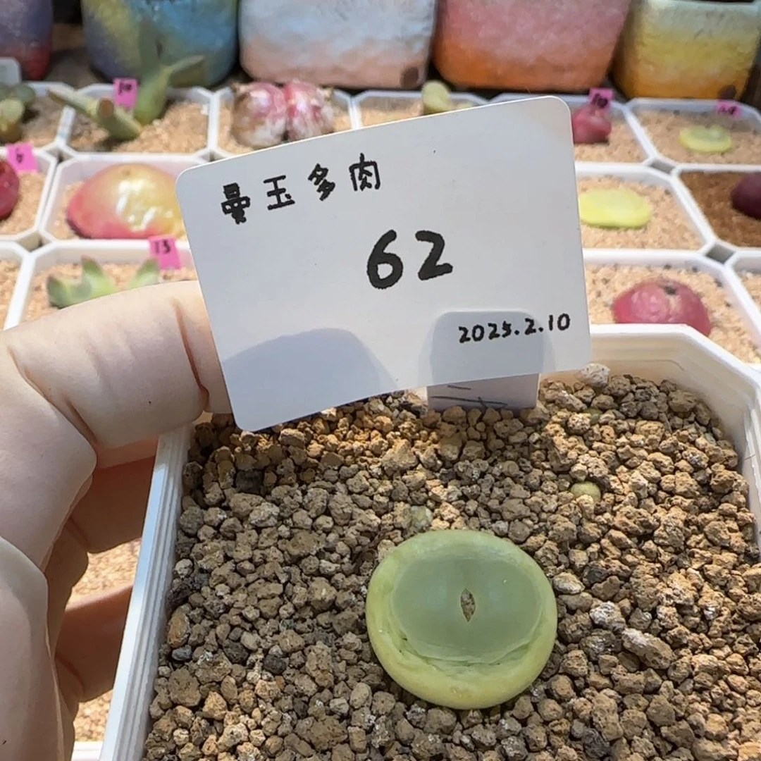 ?***?多肉多肉多肉2.10-062