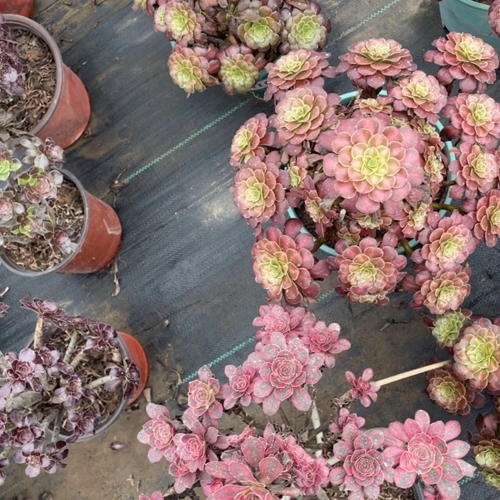 43红铜壶中多肉植物多肉