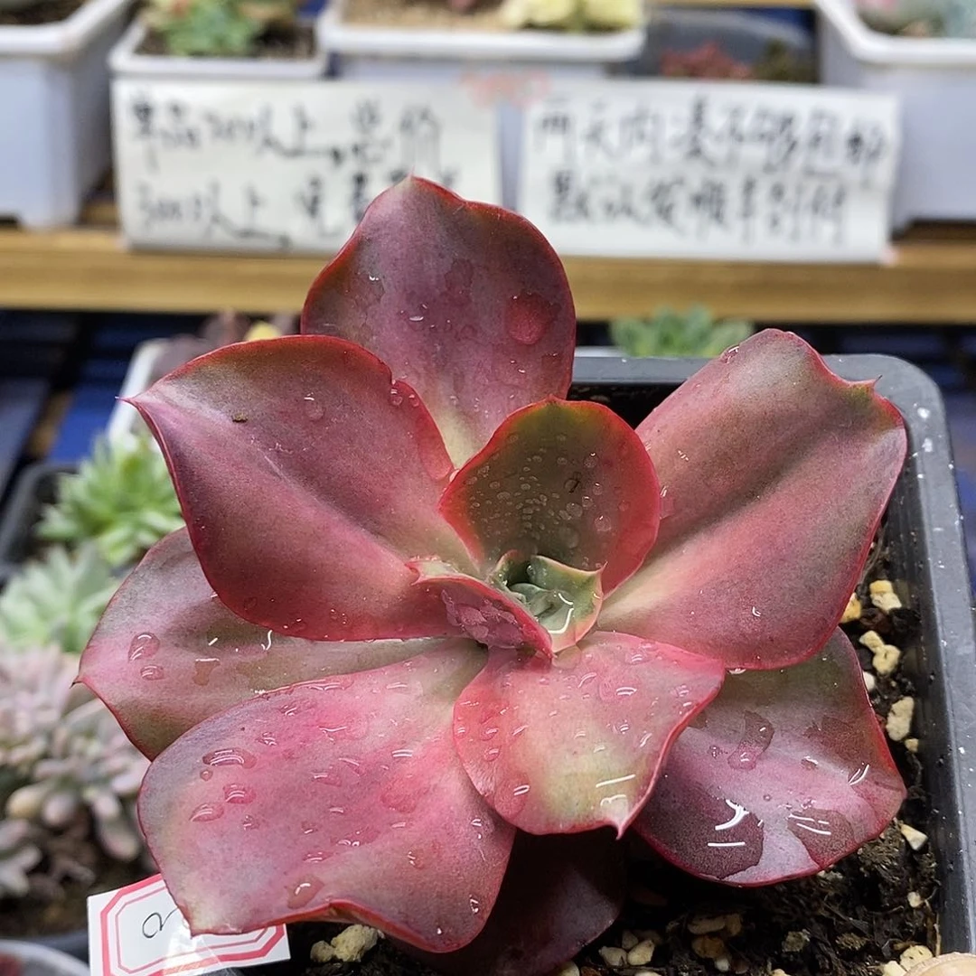 10220 迷你古琴锦