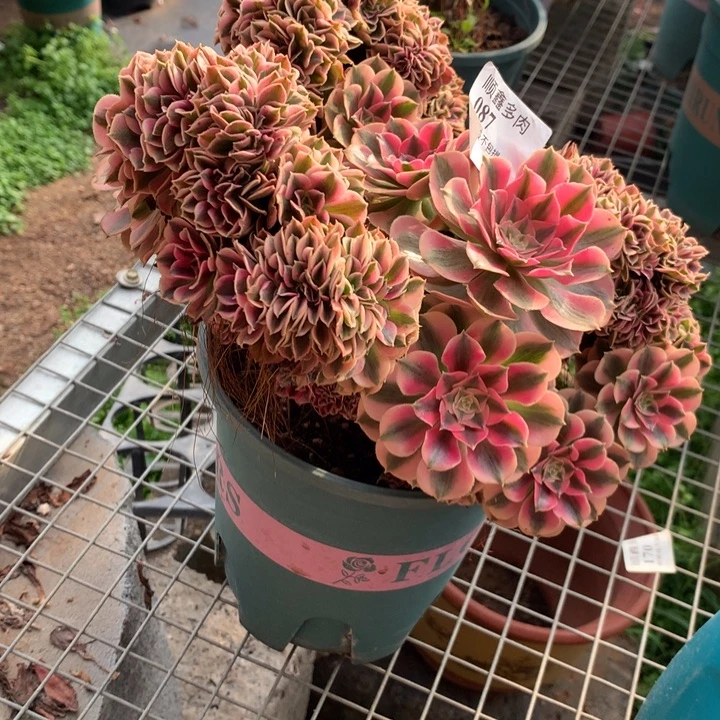 087粉女巫缀多肉植物特价