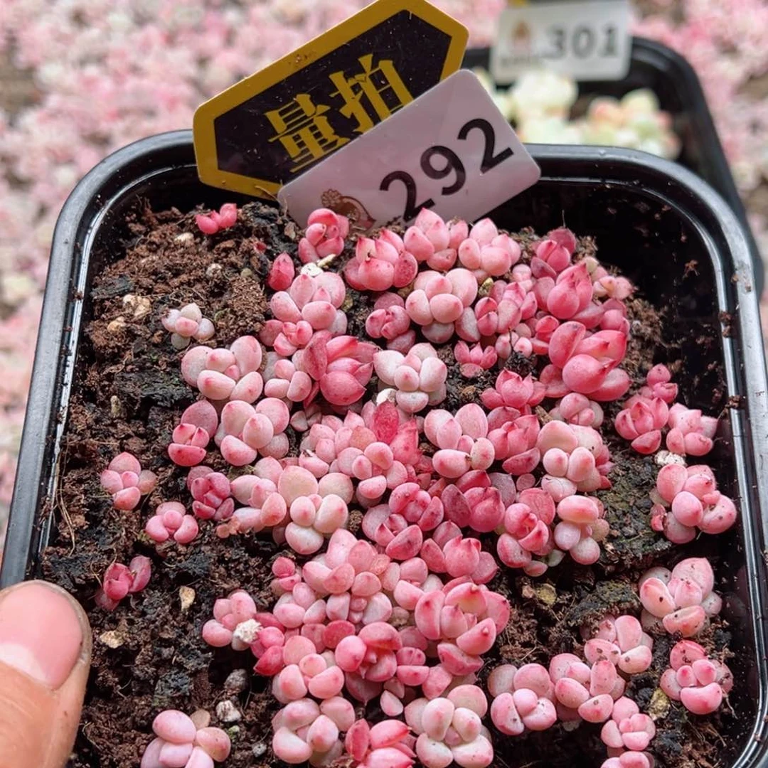 多肉植物多肉植物