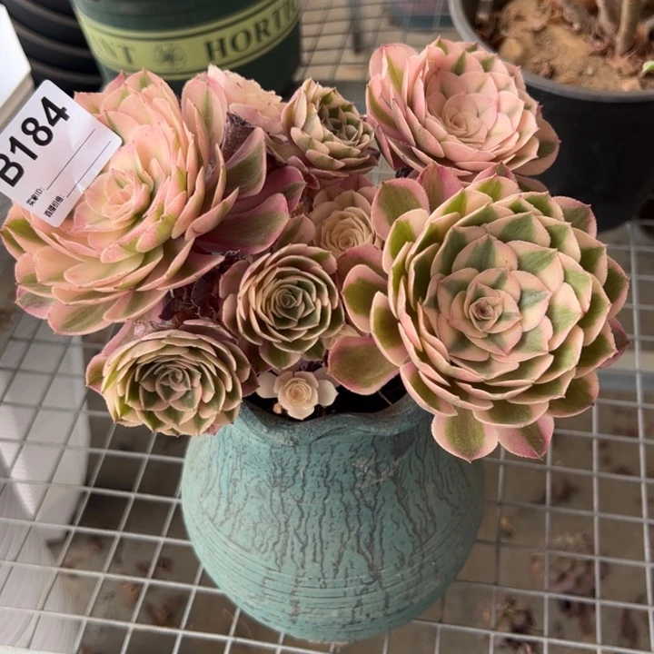 184倾城朵朵15厘米左右