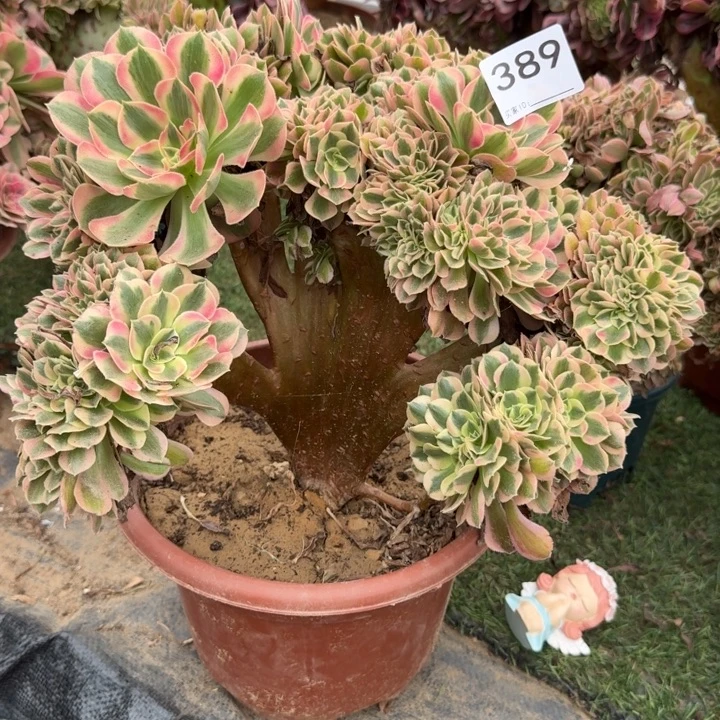 青苹果法师锦缀化389