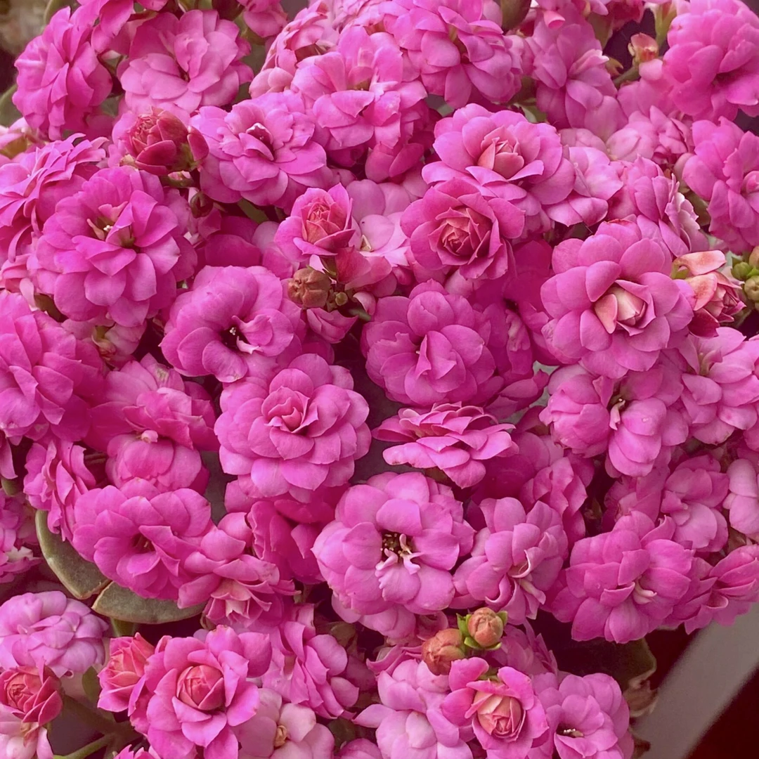 方蒂娜长寿花；室内精美带花苞长寿花；（110）盆