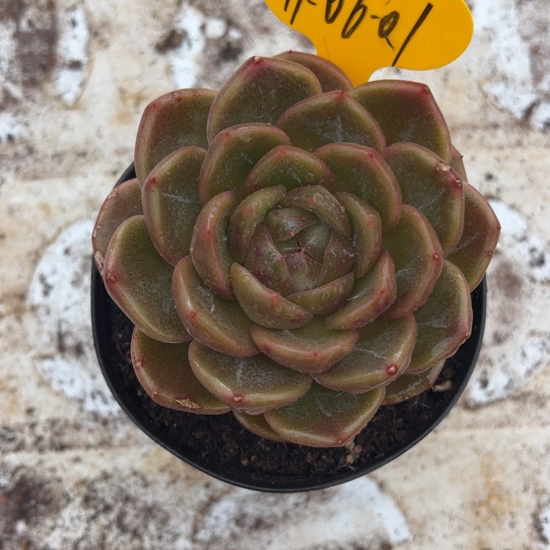 11-06-01蓝水鬼多肉植物