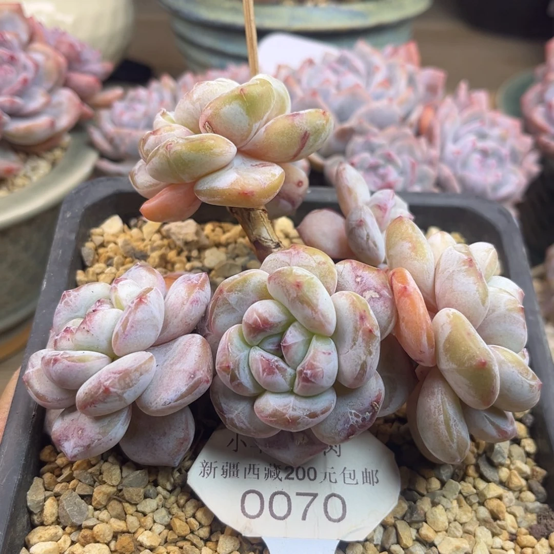 黄底紫心070/13cm6头