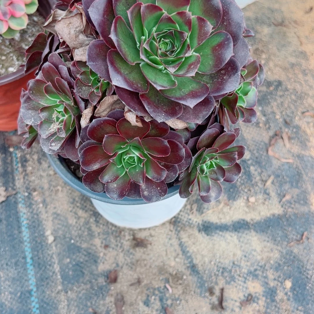 106玫金玫瑰多肉植物法师