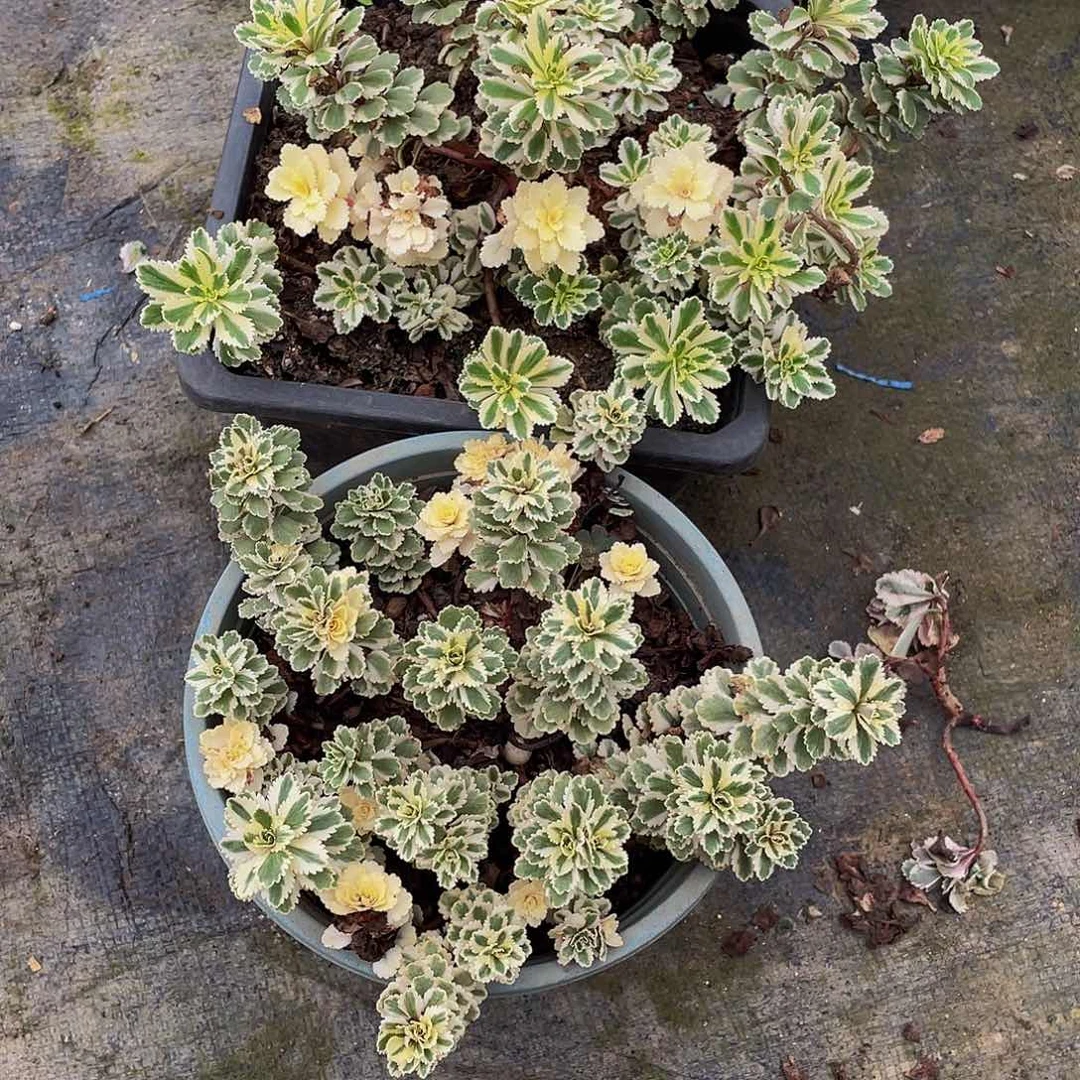 香***香亚特兰蒂斯多肉植物2颗