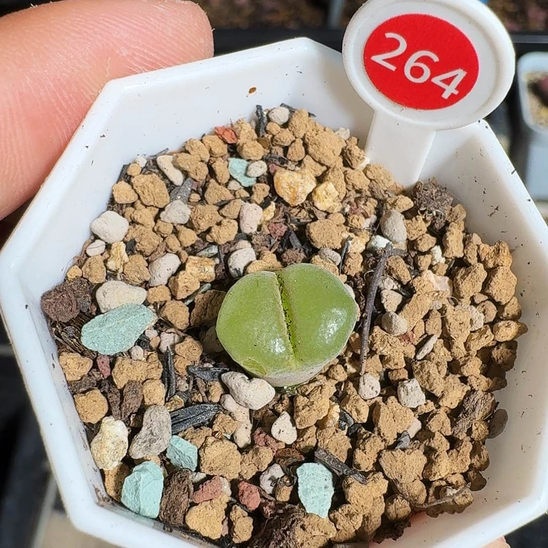 无花朵爱***猫多肉植物264