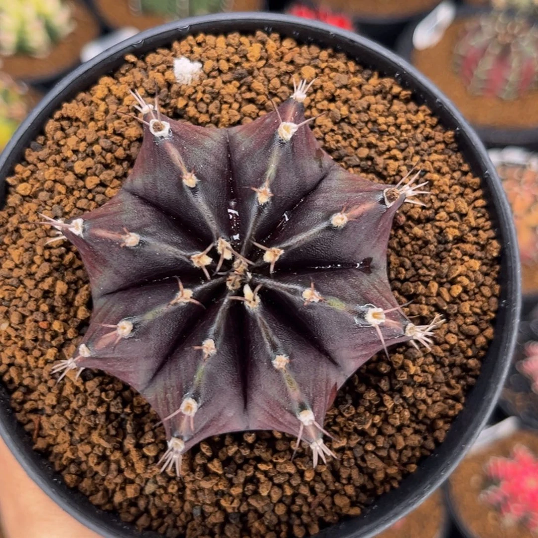 黑寡妇 米哈仙人球