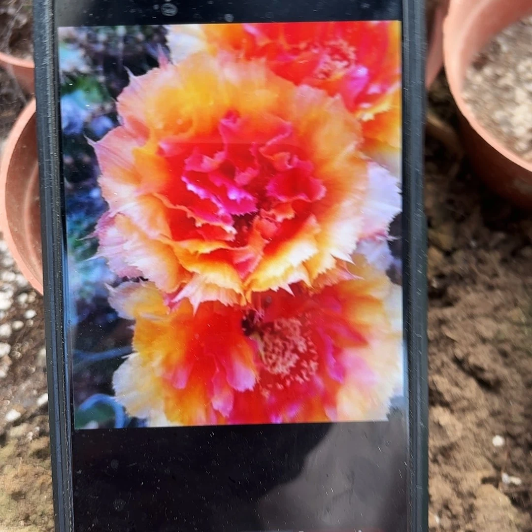 带根琉璃盏带根20包邮