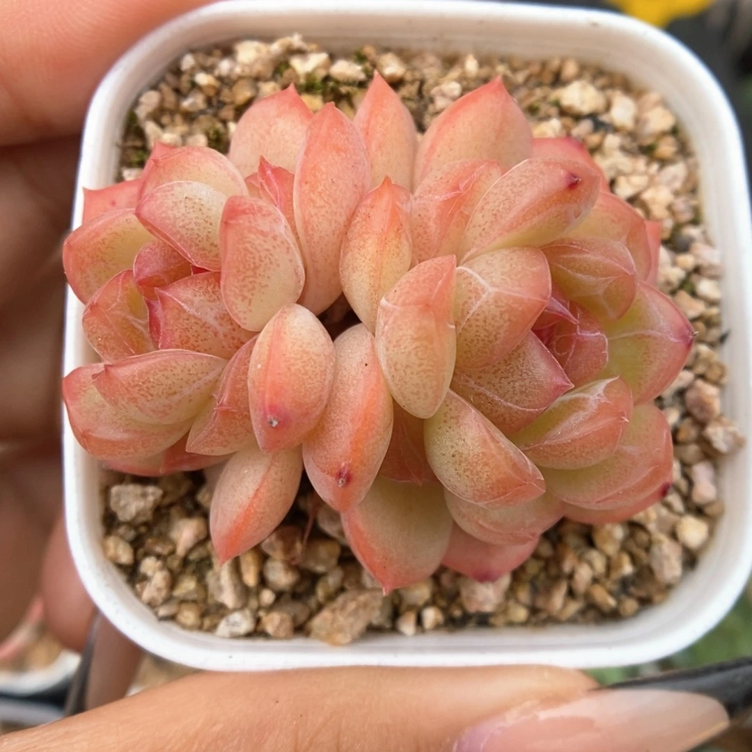 琴心双头可拍943号。
