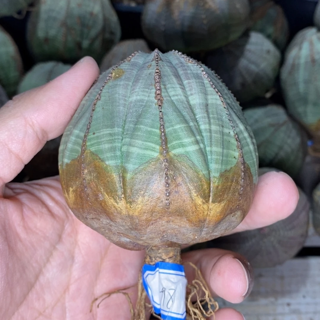 13 欧系实生布纹球多肉植物