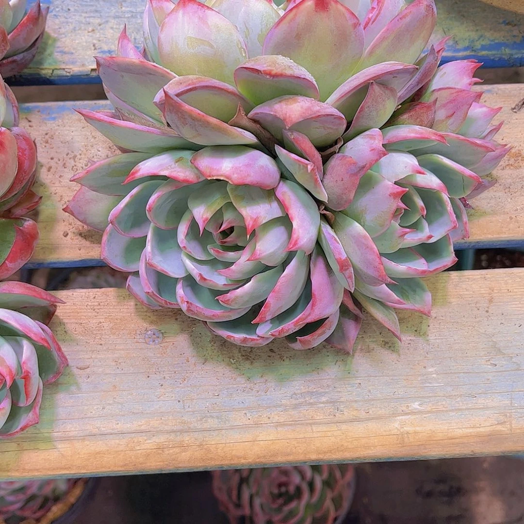 子***妈惊鸿Ａ624号一颗一物一拍