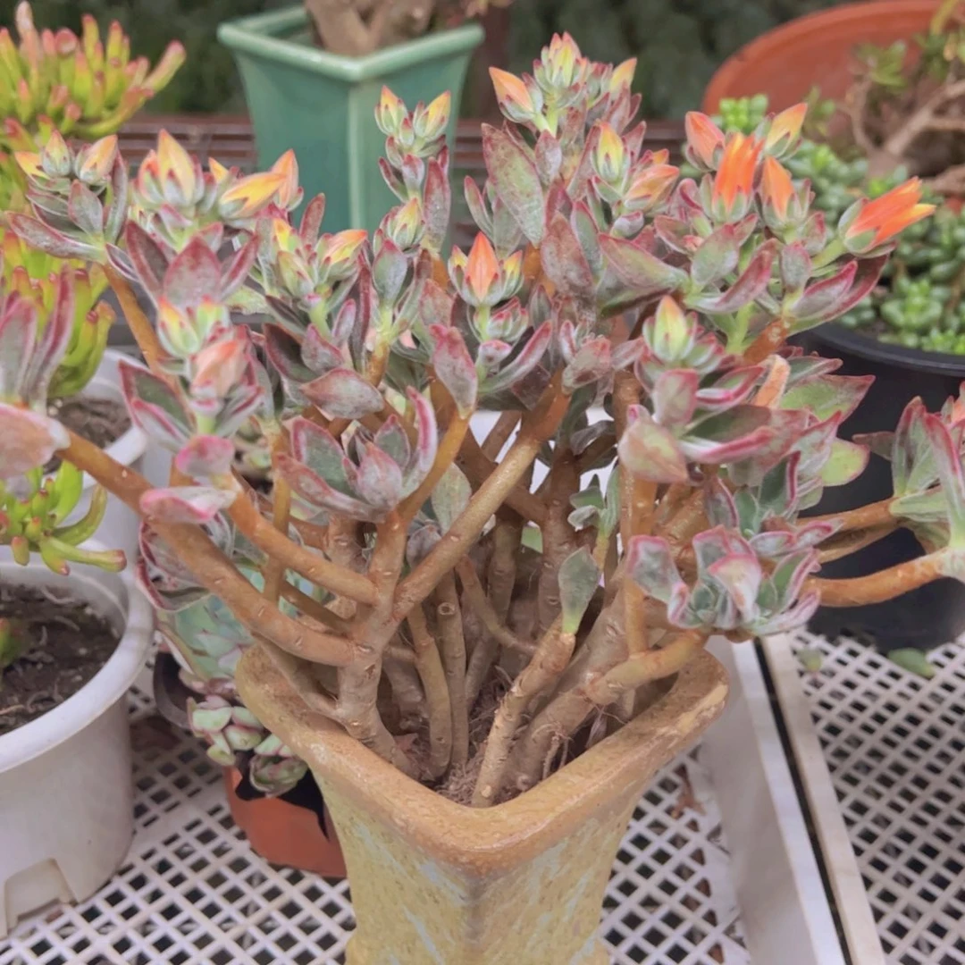 红兔耳整装整群两盆