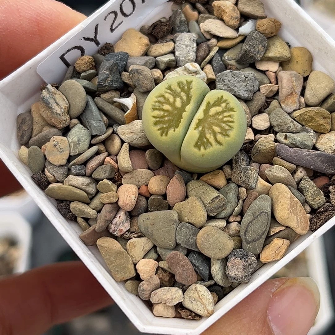 一物一拍绿菊2074