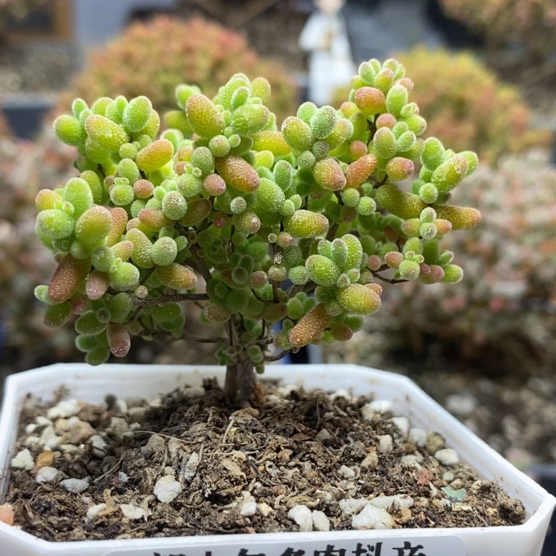 蜜橘糖球4422枝干番杏