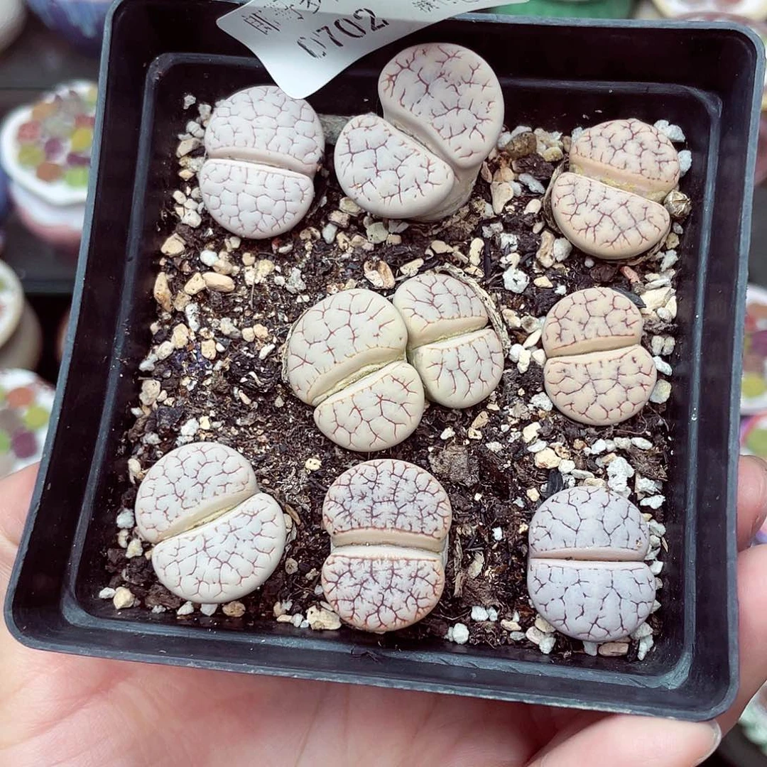 生石花18包邮0702-15