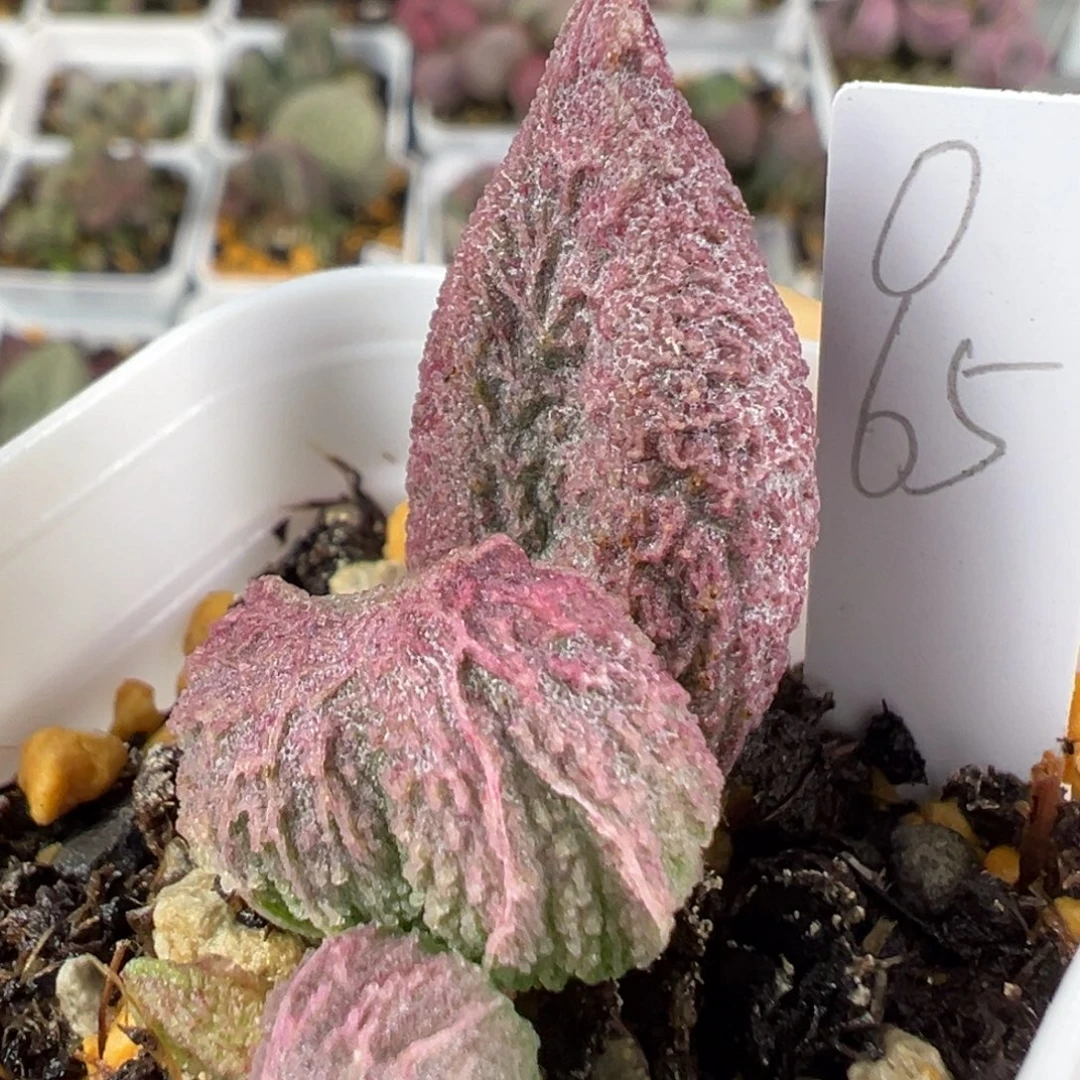 w冰晶纹路款实生新品多肉植物