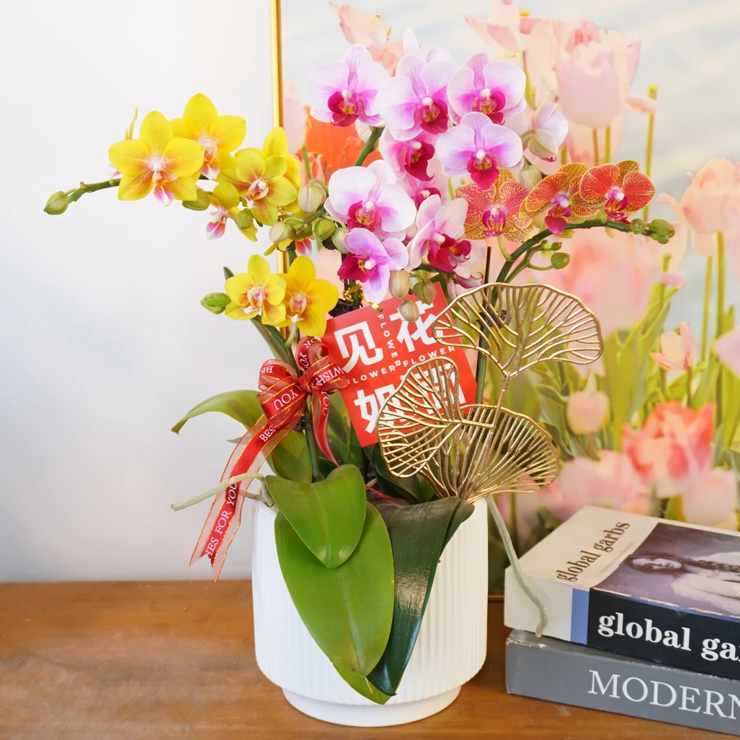 【大吉大利艺术组盆】蝴蝶兰鲜花喜庆开花株室内绿植 养兰基地