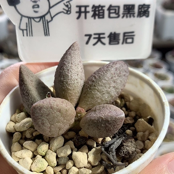 A7175 精品实生专拍