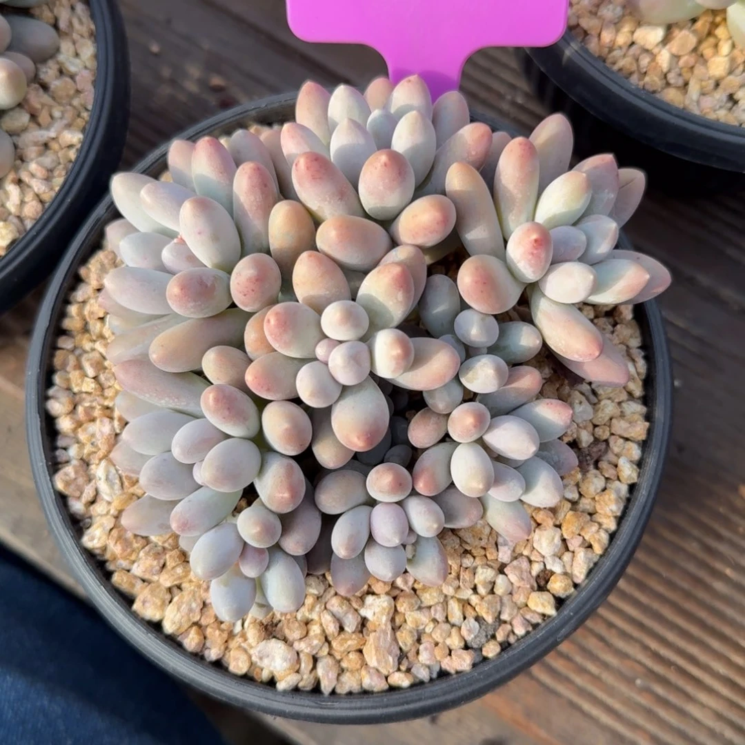 小汤圆666666666666666