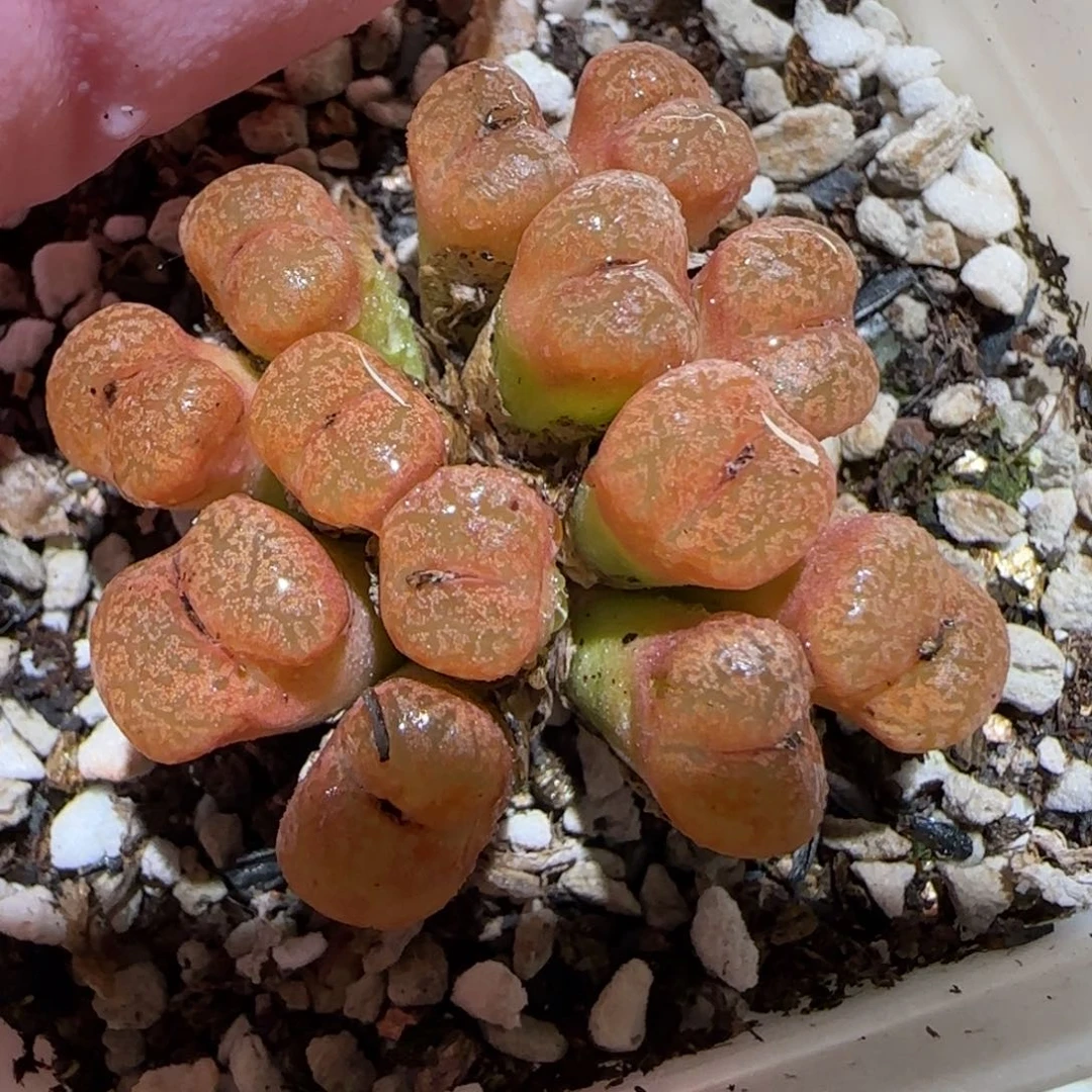 肉锥多肉植物百科-勋章28