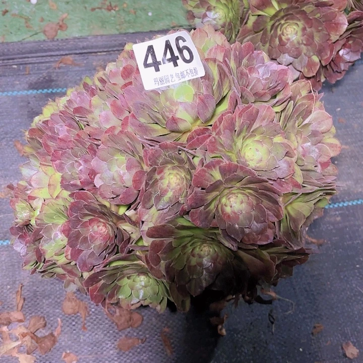 【闪购商品】眉*446花月夜2-8