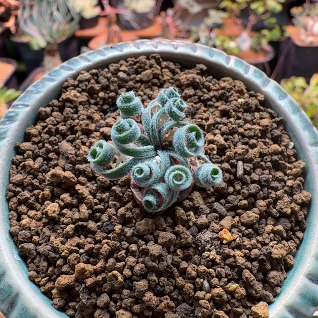 多毛特卷G L弹簧草