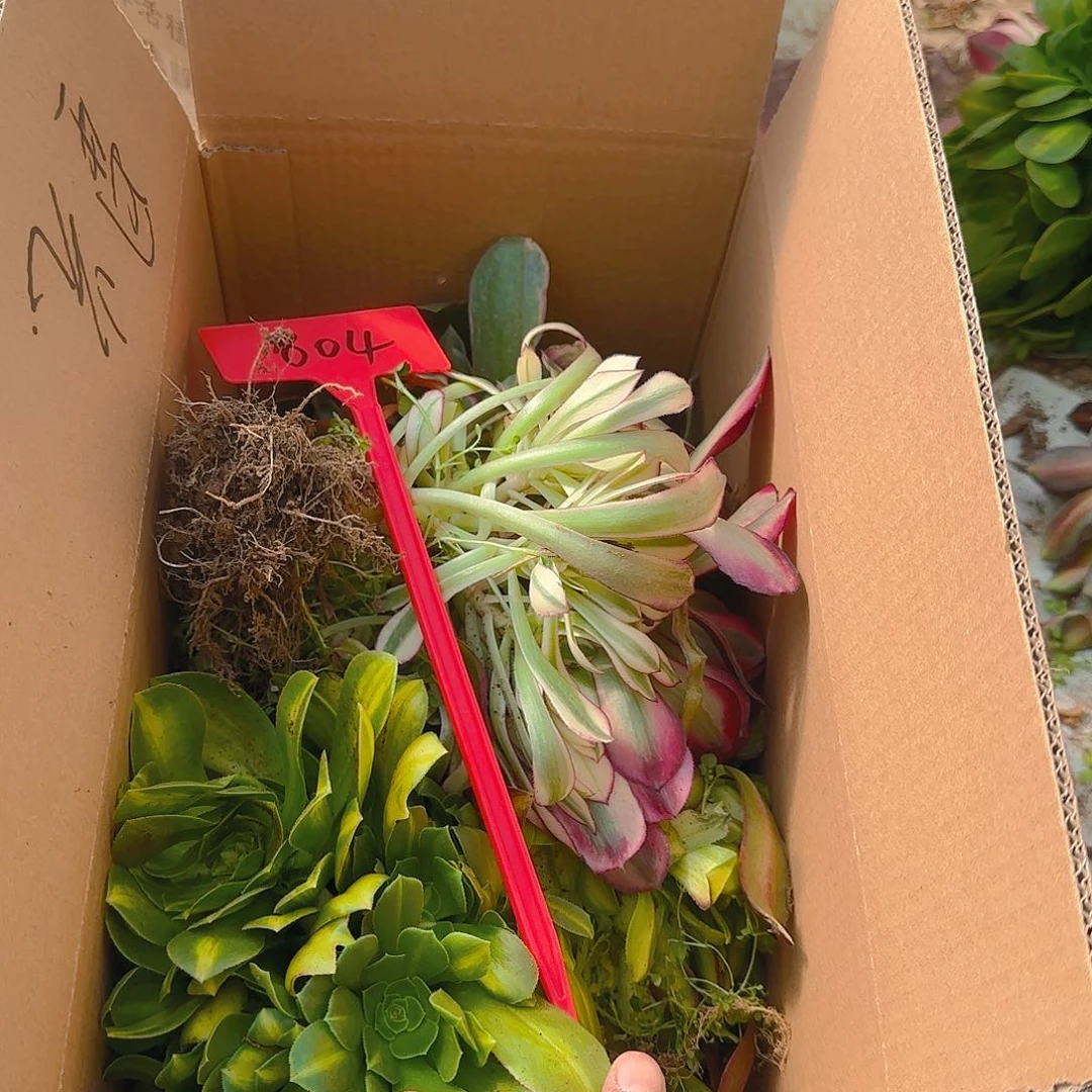 804多肉哦哦哦哦哦