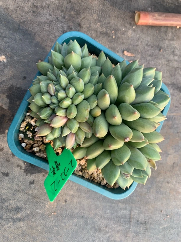 月蒙匠心精品多肉5