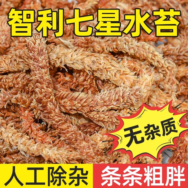 毛毛虫水苔养花专用铺面蝴蝶兰专用爬宠乌龟垫材热植专用干苔藓