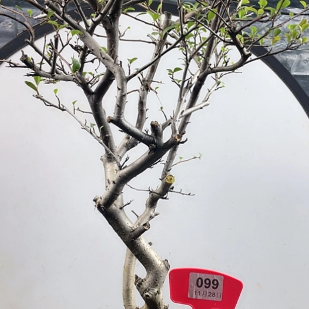 【闪购商品】无花朵099