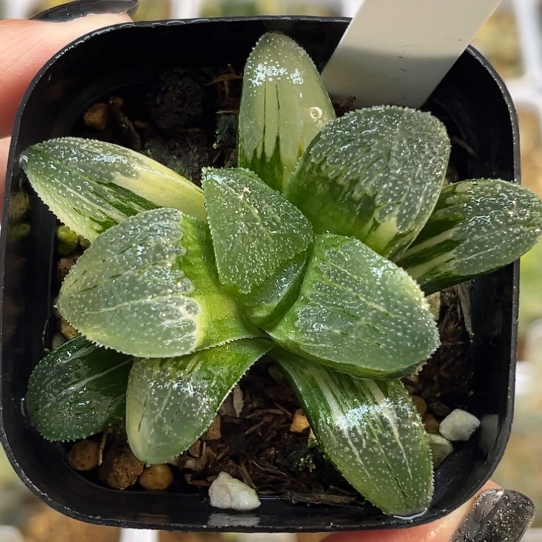 93大窗蓝光磨面寿锦福利专场