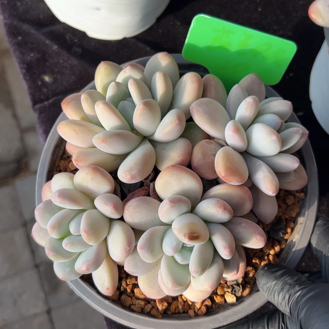 特价香水1111111111111