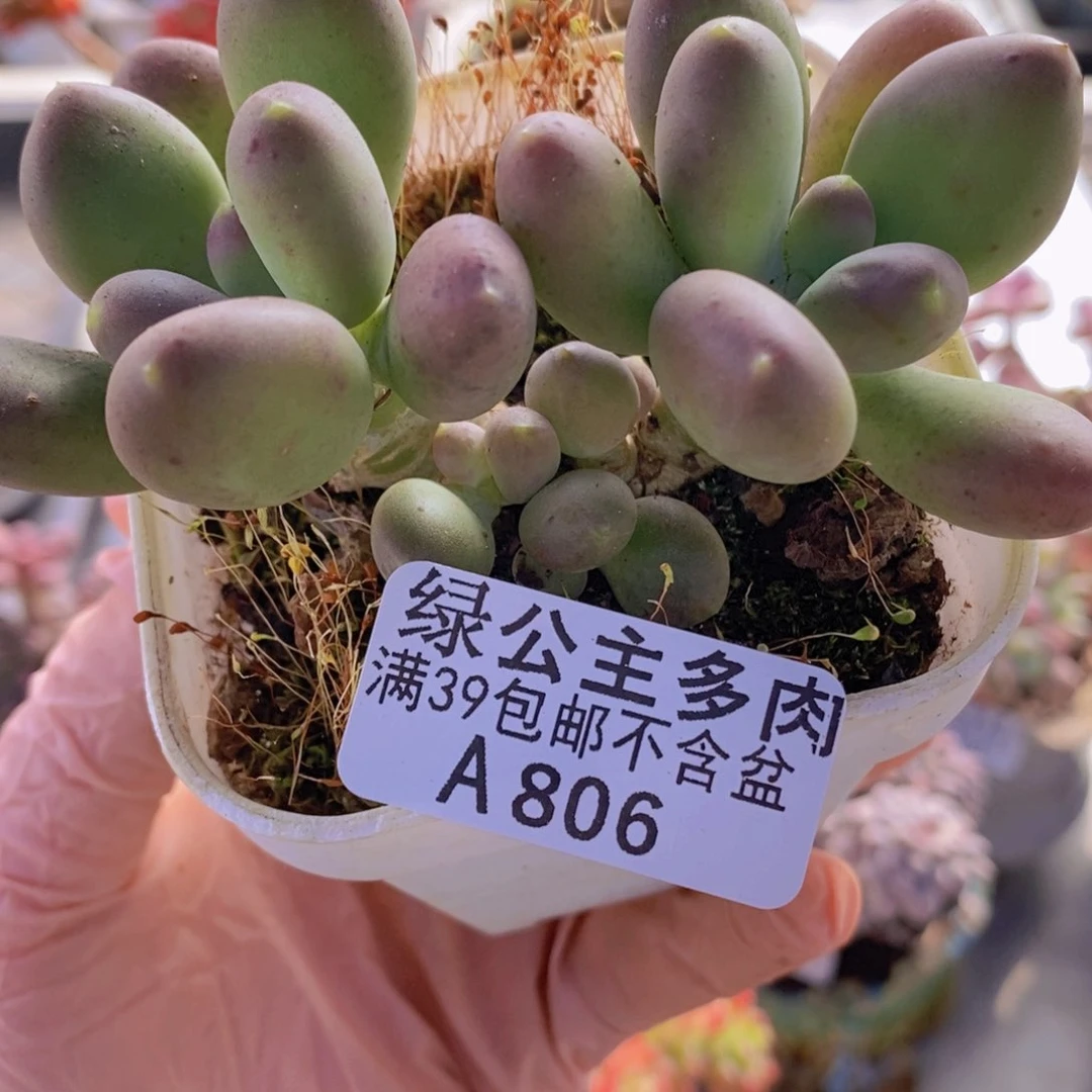 芒果奶7cm806多肉植物
