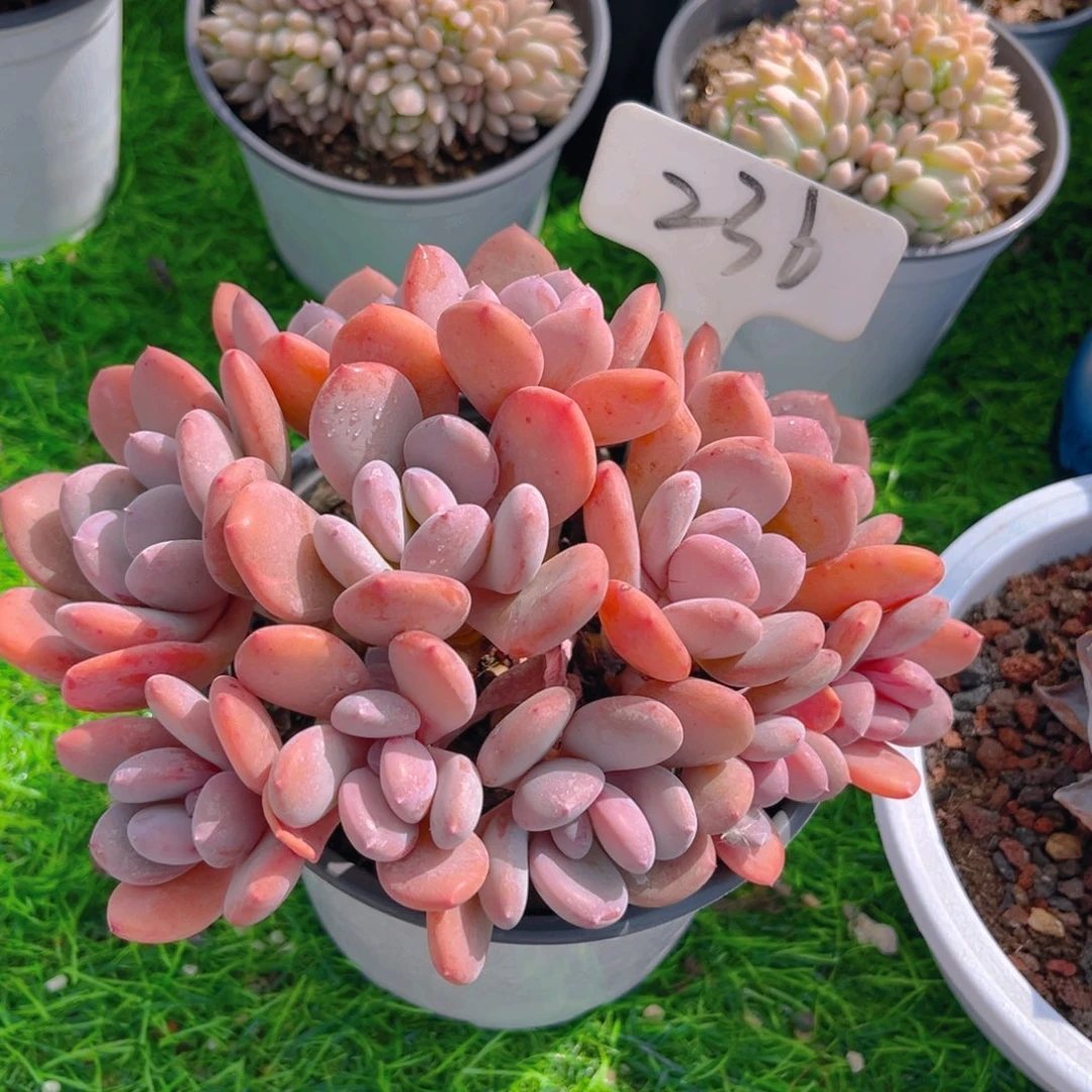 静**洁236fgghhjjjjjjjjj